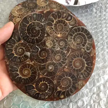 Prírodné ammonite Mora Slimák kompas fosílií minerály, drahé kamene liečivé kamene jemné dekorácie